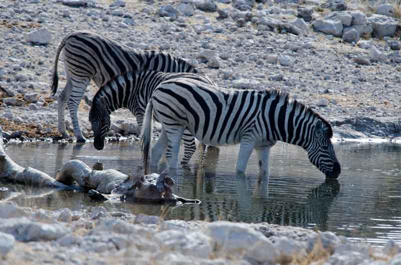 Cebra - parque nacional de Etosha - Namibia 5.jpg